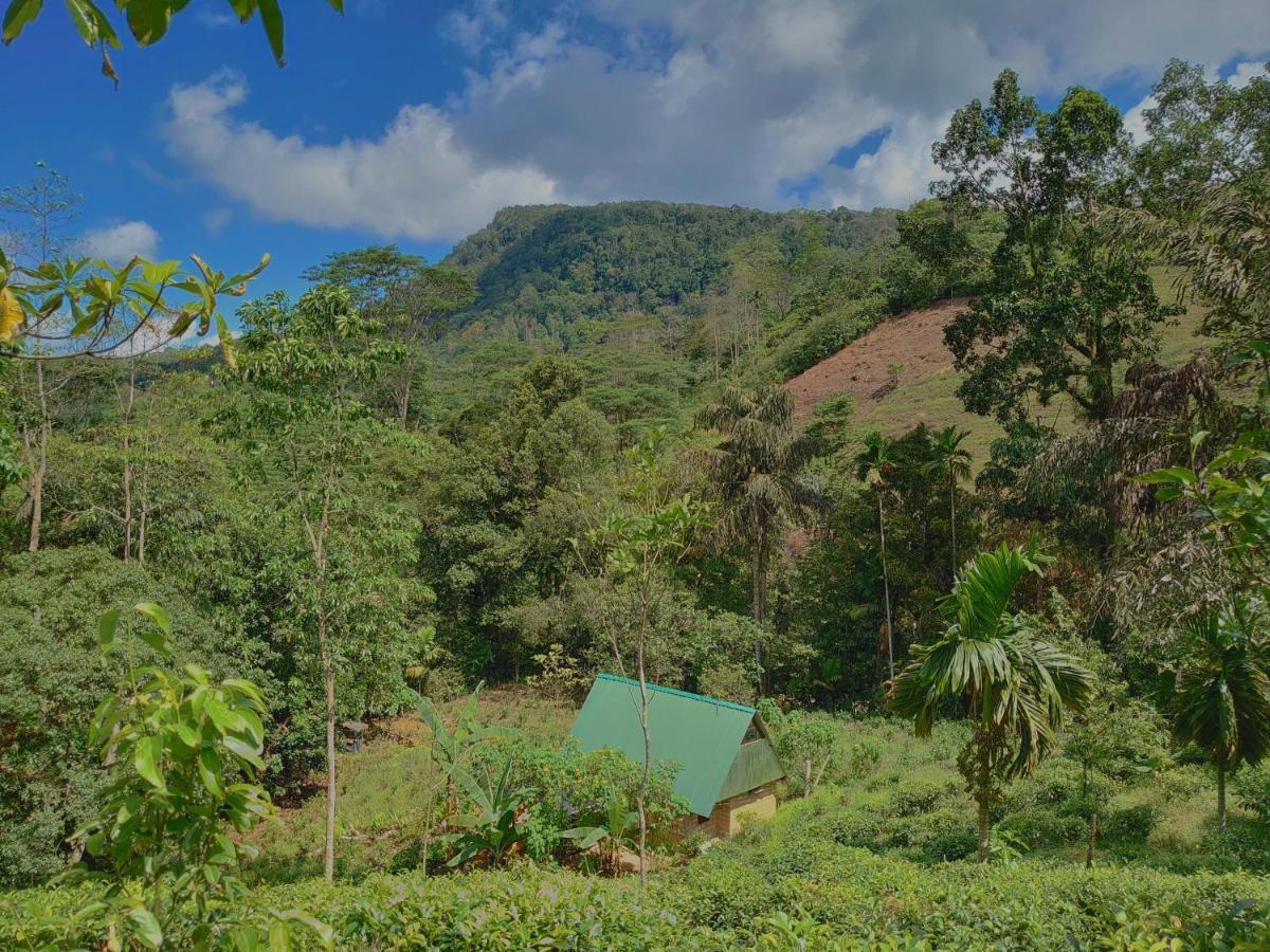 Rainforest Cabin دينيايا المظهر الخارجي الصورة
