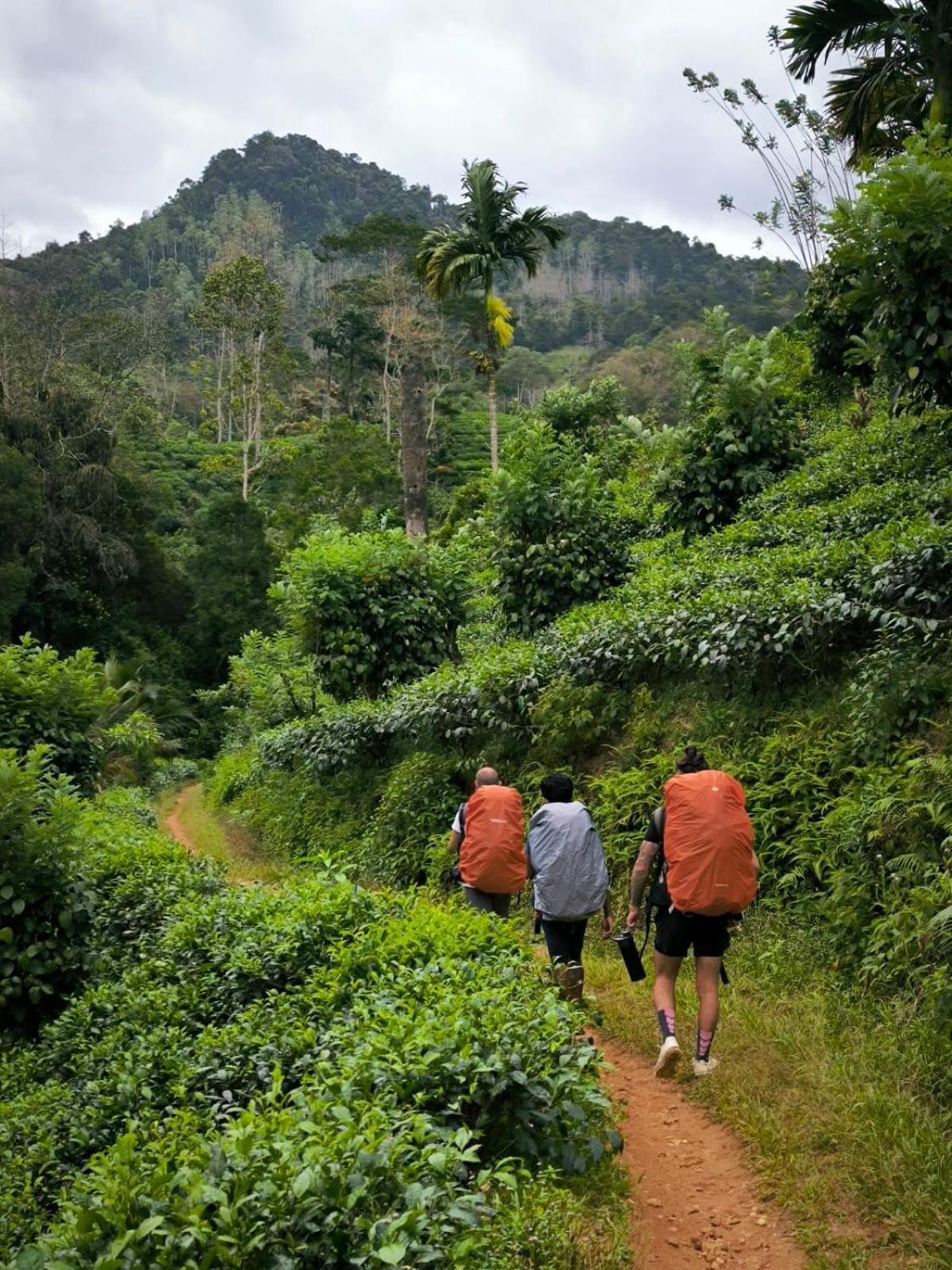 Rainforest Cabin دينيايا المظهر الخارجي الصورة