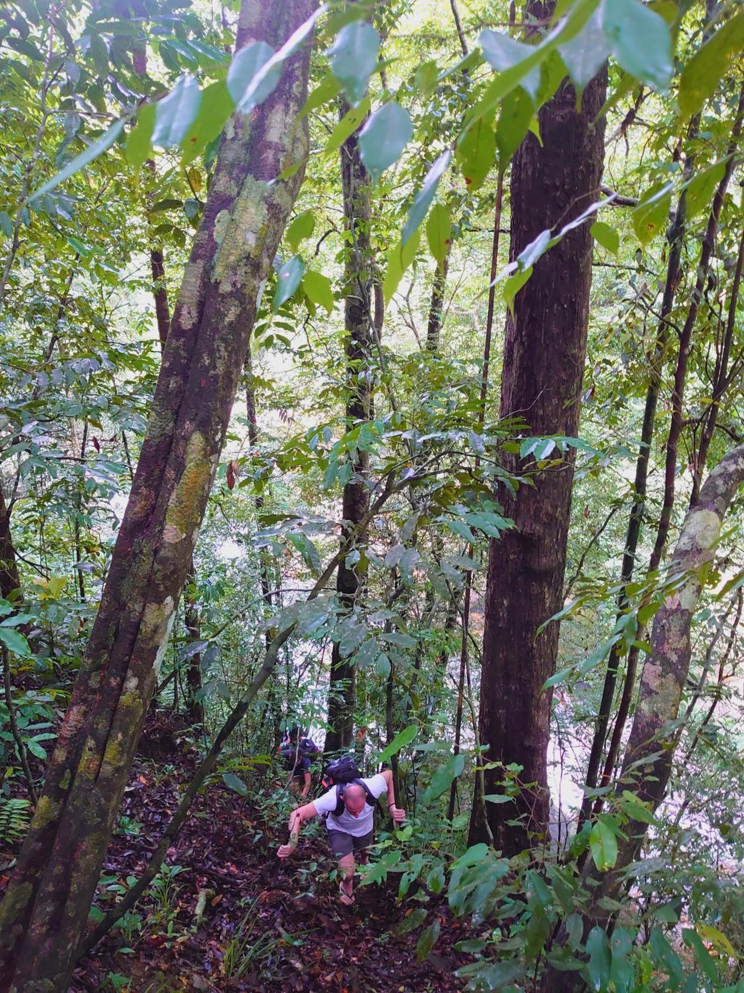 Rainforest Cabin دينيايا المظهر الخارجي الصورة
