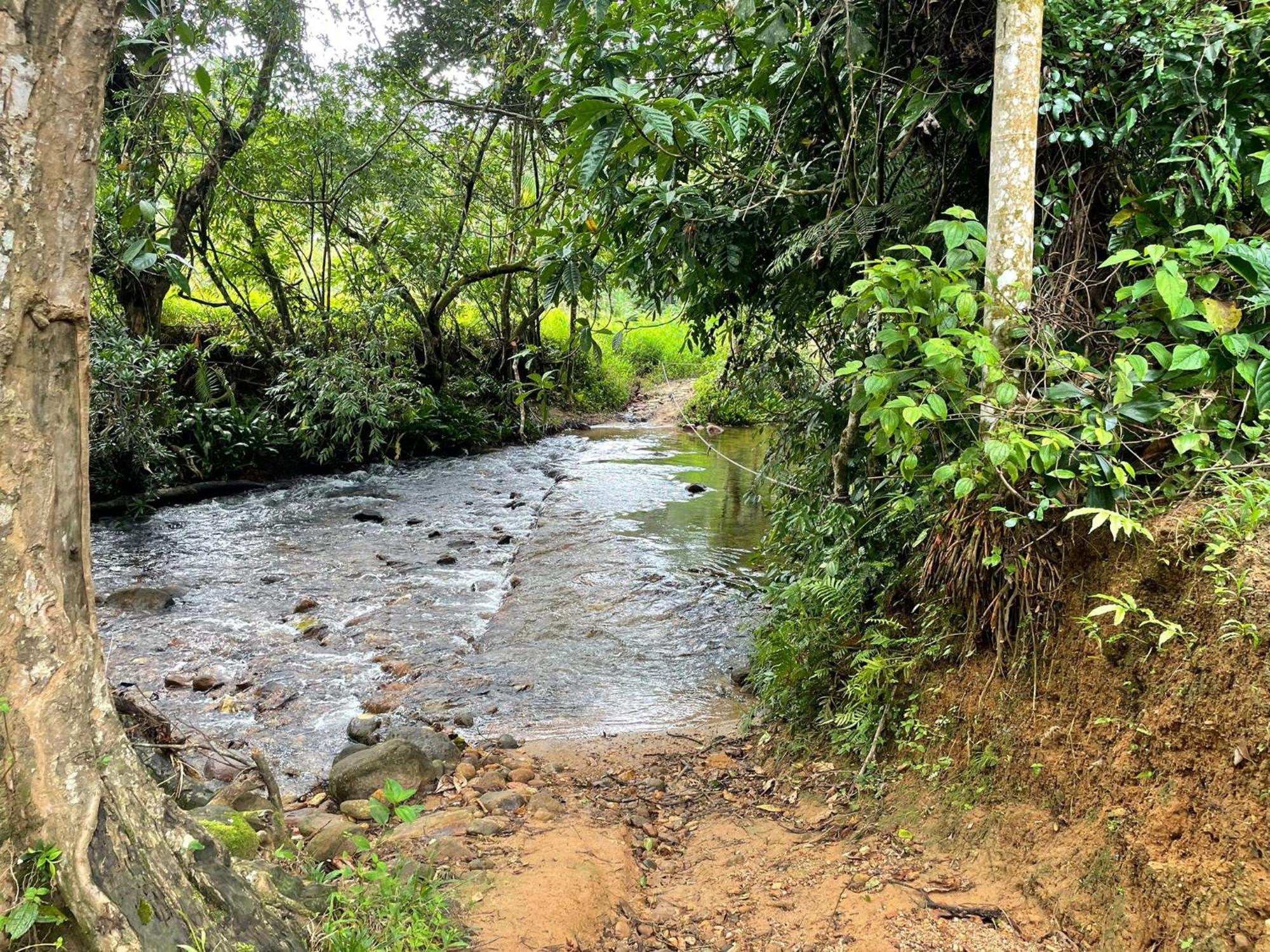 Rainforest Cabin دينيايا المظهر الخارجي الصورة