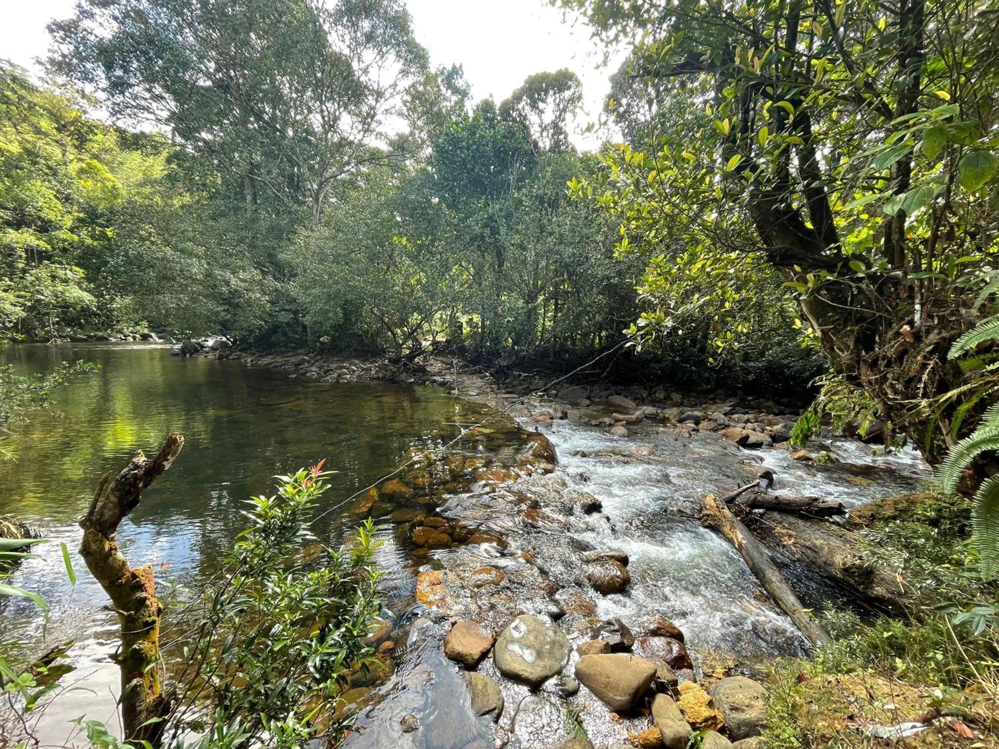 Rainforest Cabin دينيايا المظهر الخارجي الصورة