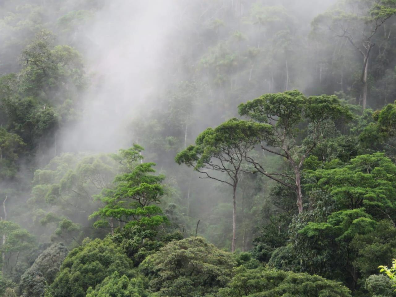 Rainforest Cabin دينيايا المظهر الخارجي الصورة
