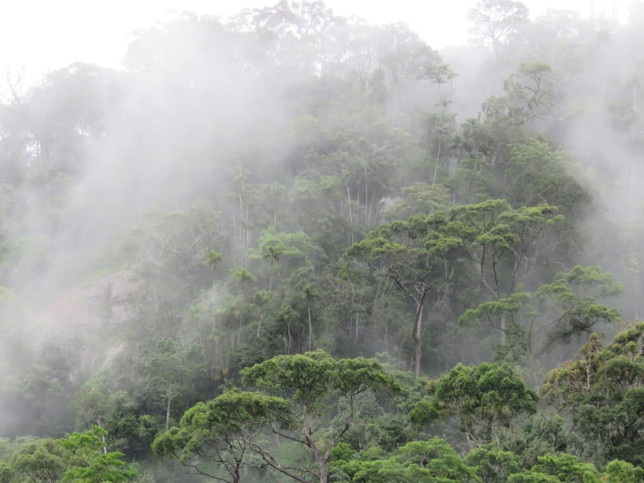 Rainforest Cabin دينيايا المظهر الخارجي الصورة