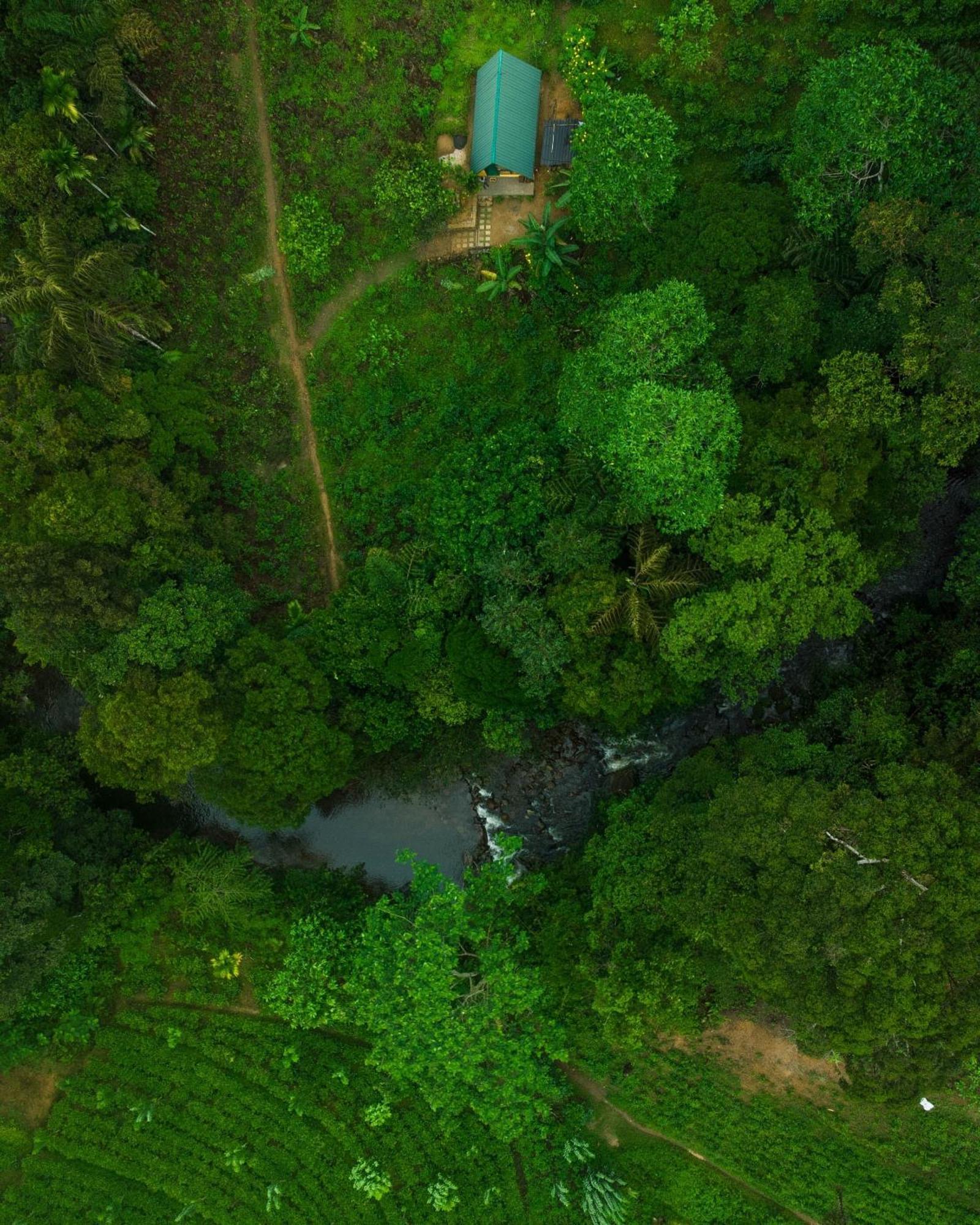 Rainforest Cabin دينيايا المظهر الخارجي الصورة